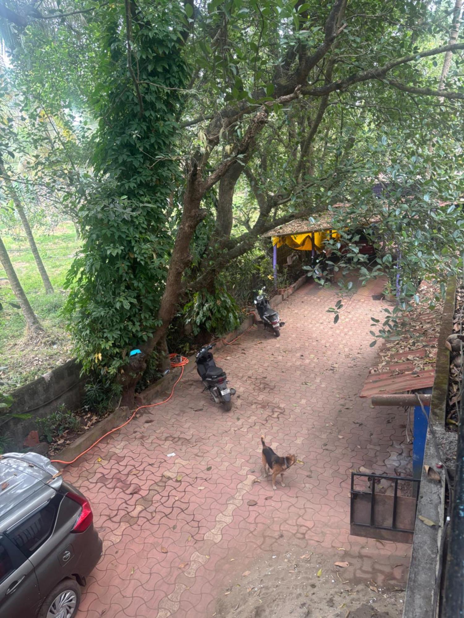 Tamasha Goa Vagator Hostel Phòng bức ảnh